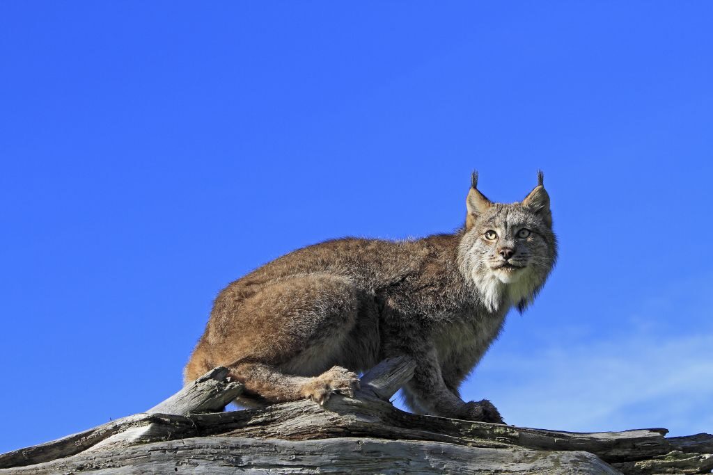 The court case stemmed from protections for the Canada lynx.