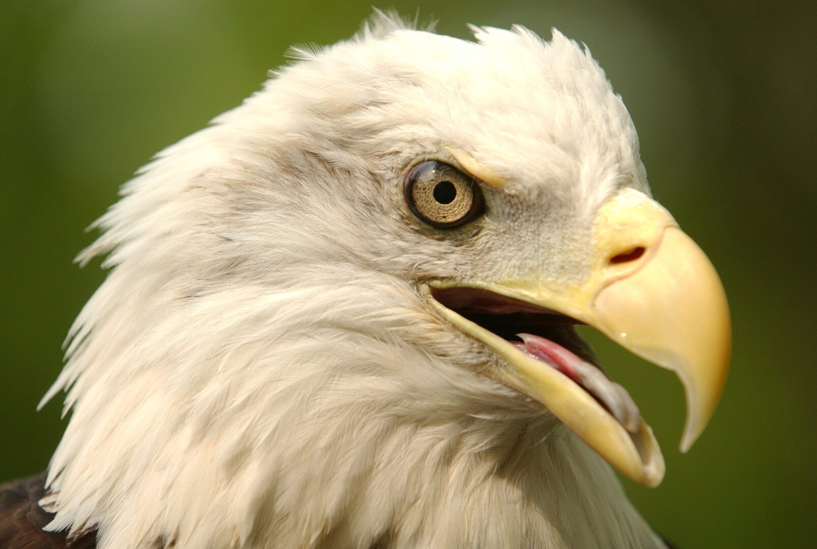 The bald eagle is used as a national symbol in the military and beyond