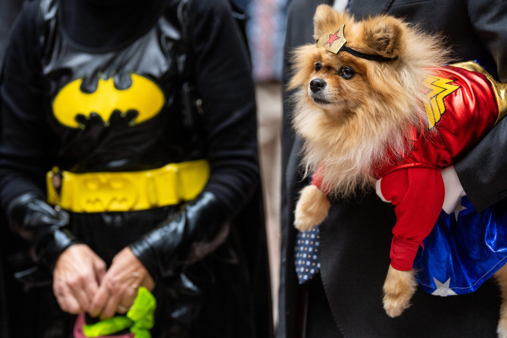 A dog from Sen. Steve Daines’ office is dressed as Wonder Woman for the annual Bipawtisan Howl-o-ween parade in the Hart Senate Office Building on Tuesday.