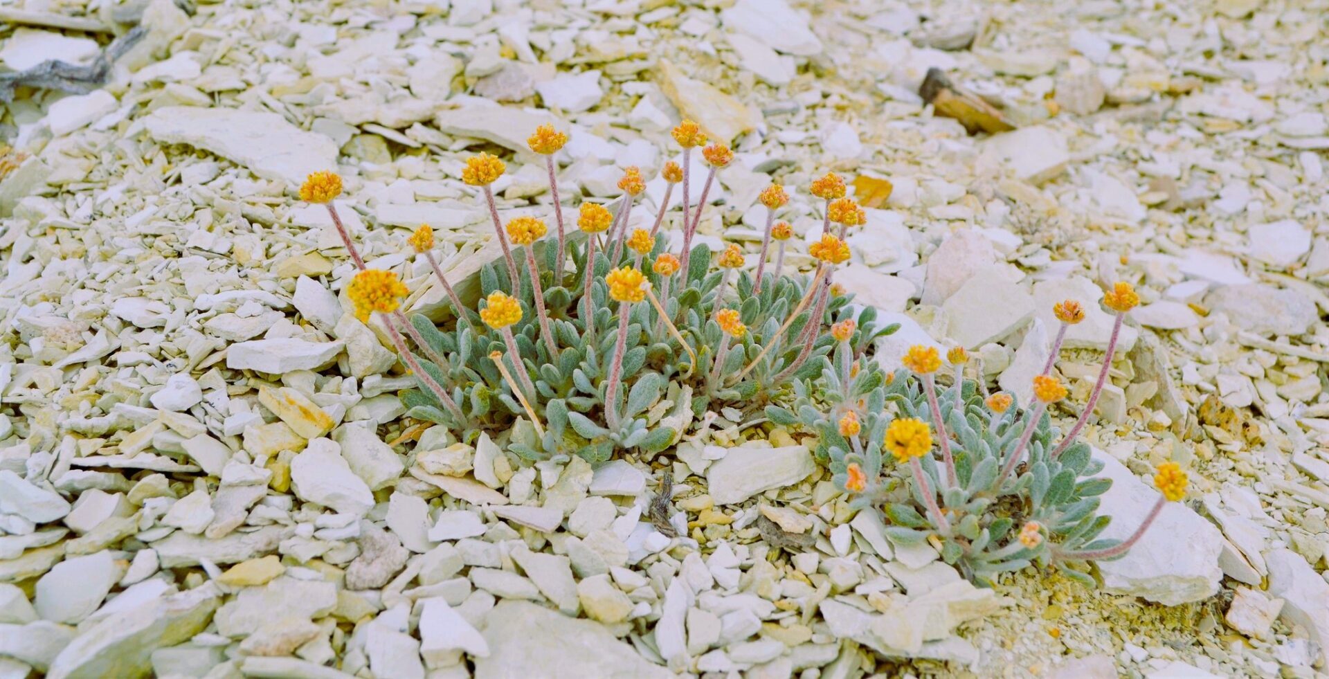 The most pressing threat to the survival of the rare Tiehm's buckwheat is mining, according to the U.S. Fish and Wildlife Service.